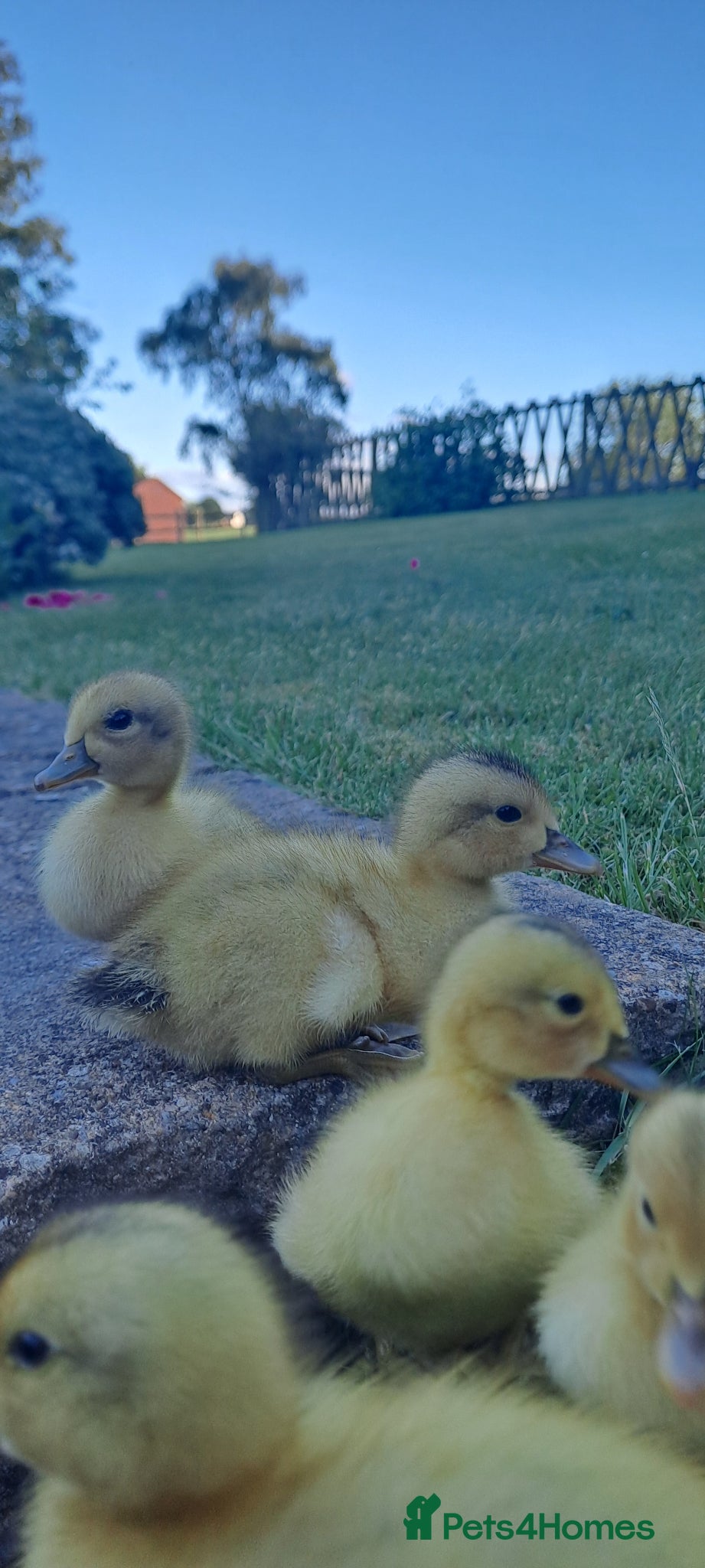 Ducks poultry for sale: Silver Appleyard Ducklings For Sale in Chesterfield - Advert 2