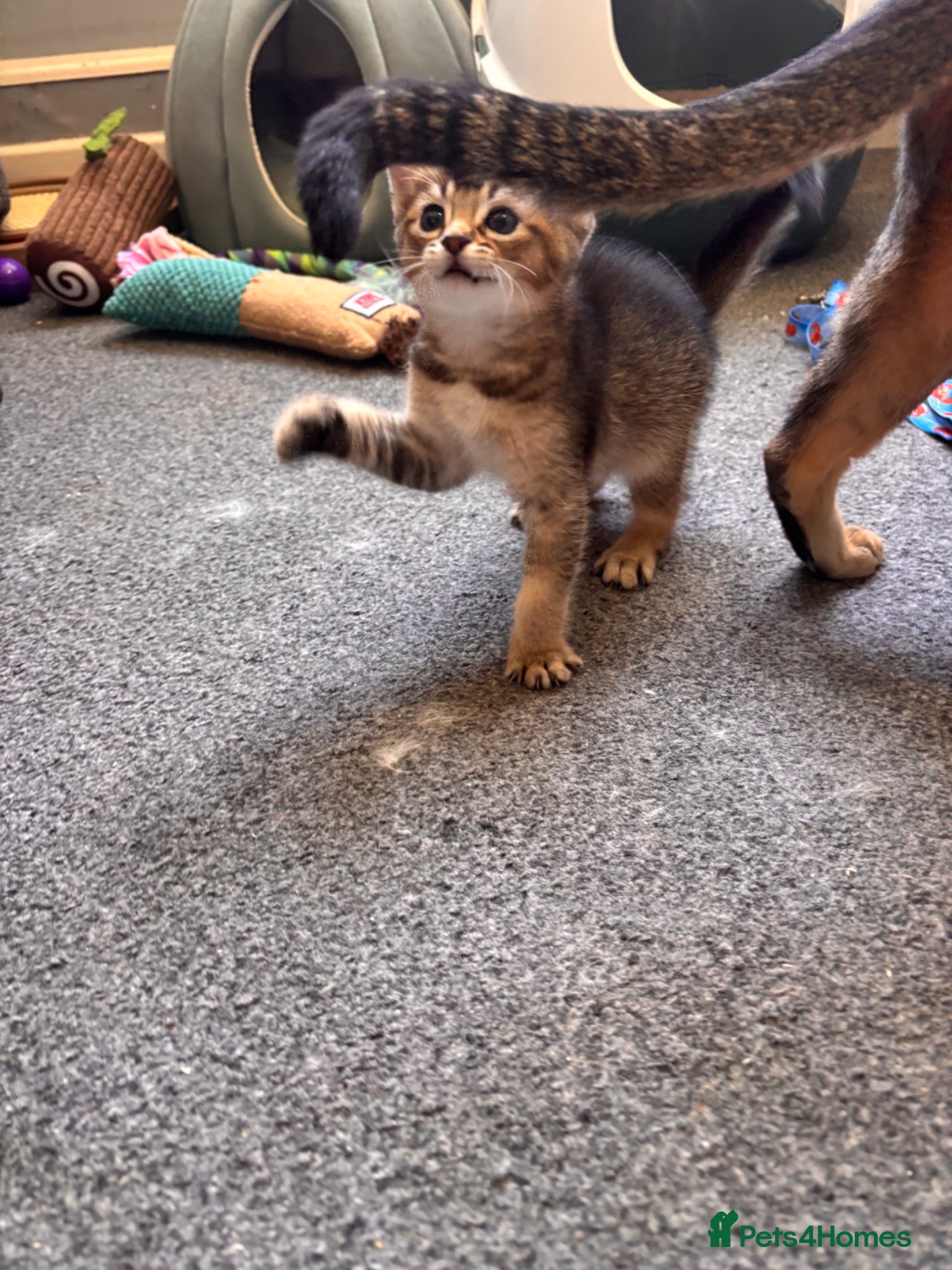 Mixed Breed cats for sale: Male kittens - Advert 18
