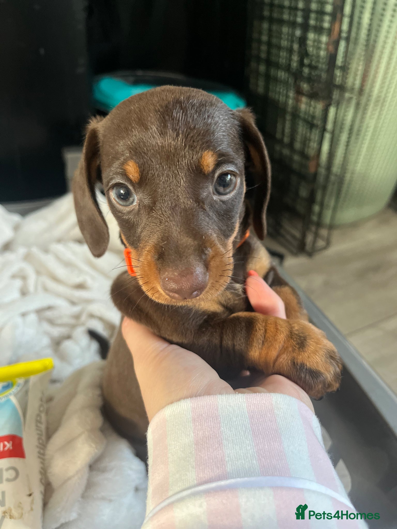 Miniature Dachshund dogs Ready to leave £850 Beautiful Miniture dachshund - Advert 4