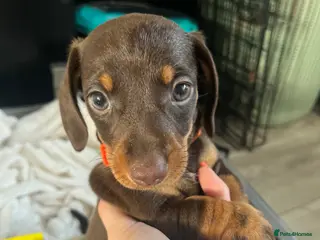 Miniature Dachshund dogs Ready to leave £850 Beautiful Miniture dachshund - Advert 3