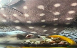 Rat rodents for sale: Two lovely male dumbo rats  - Image 3