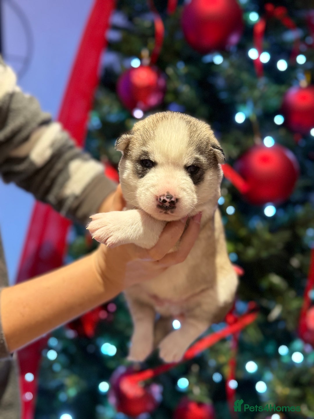 Siberian Husky dogs for sale: Beautiful Siberian Husky Puppies Ready to Reserve - Advert 25