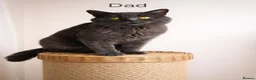 British Shorthair cats for sale: British shorthair  - Advert 3