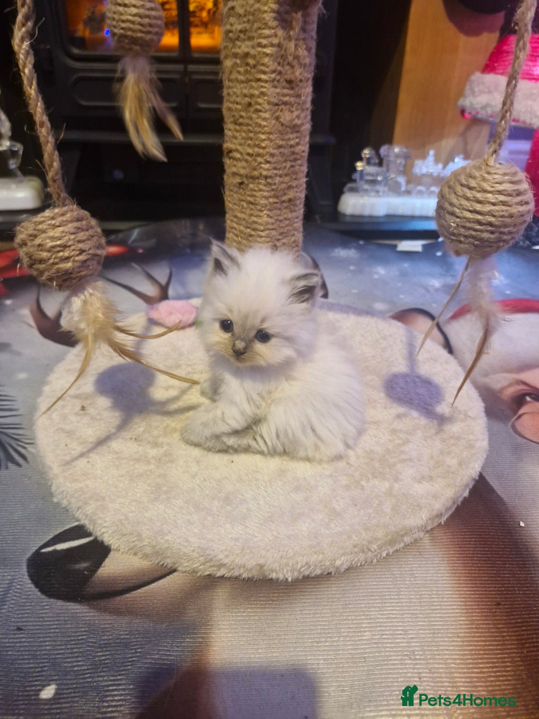 Ragdoll cats for sale: Lovely ragdoll baby's  - Advert 5