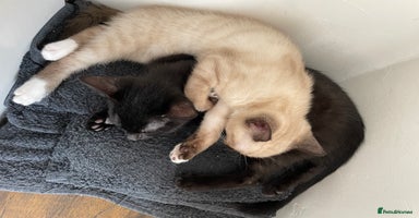 Mixed Breed cats - Advert 5