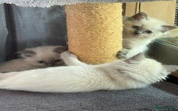 Ragdoll cats for sale: Stunning bluepoint Ragdoll kittens - Image 21