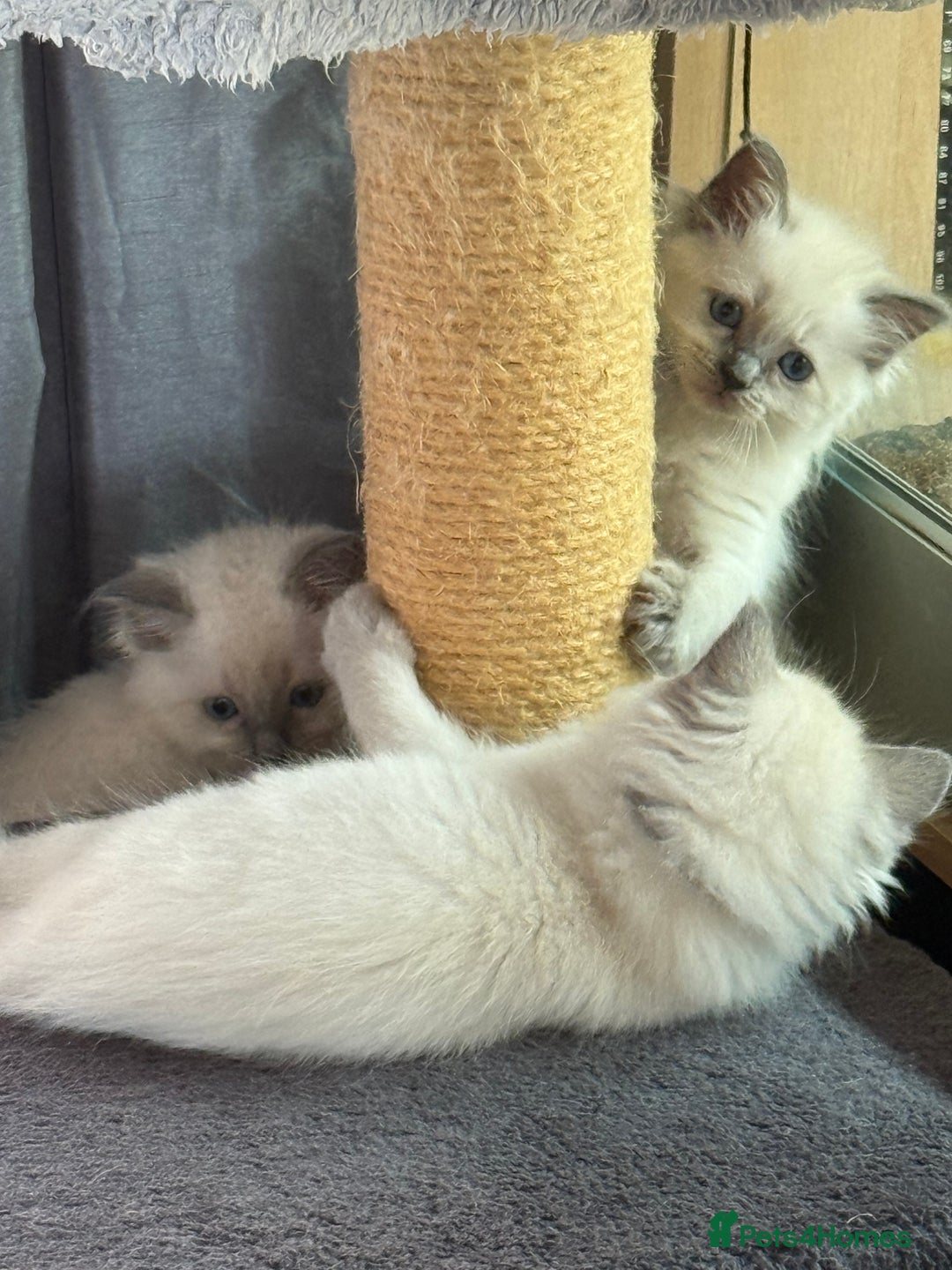 Ragdoll cats for sale: Stunning bluepoint Ragdoll kittens - Image 21