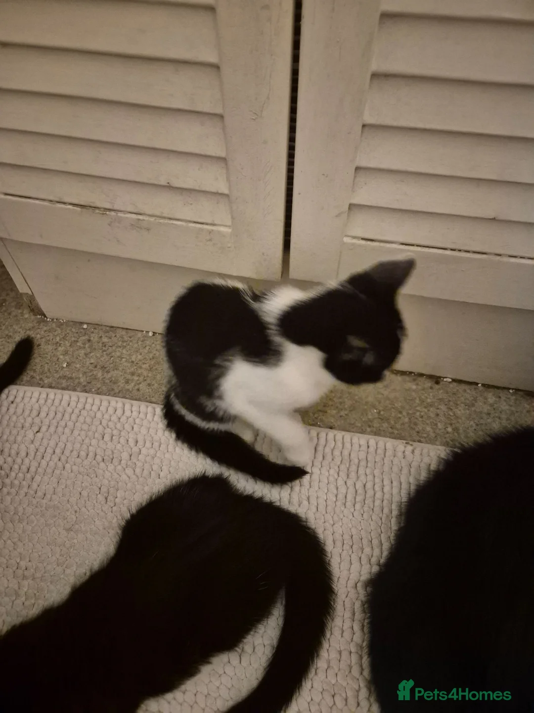Mixed Breed cats for sale: Nice and playful in Northolt - Advert 7