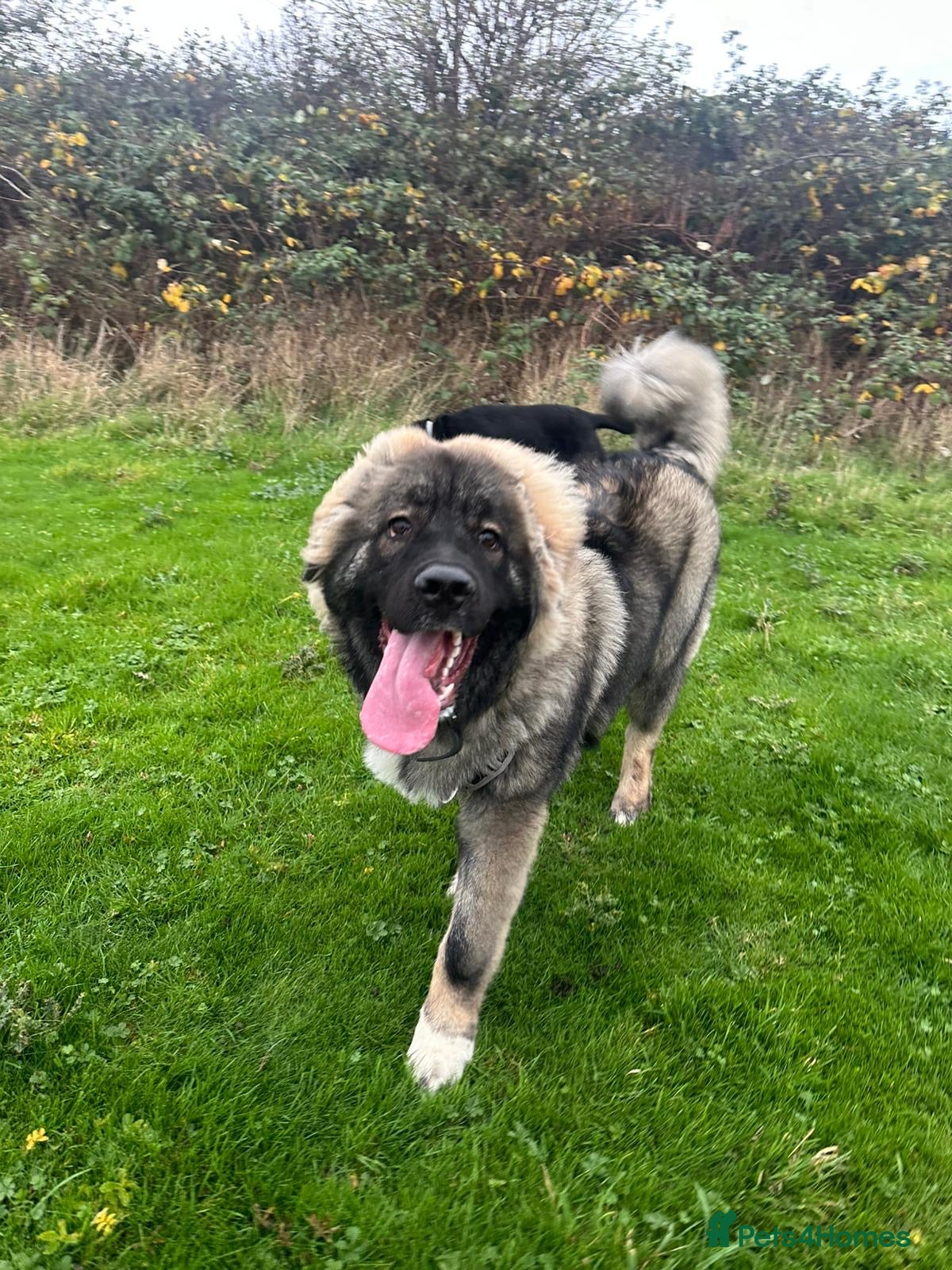 Caucasian Shepherd Dog dogs Caucasian shepherd  - Advert 1