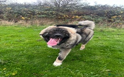 Caucasian Shepherd Dog dogs for sale: Caucasian shepherd  - Advert 1