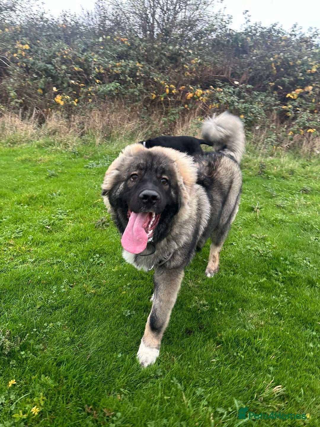 Caucasian Shepherd Dog dogs for sale: Caucasian shepherd  - Advert 1