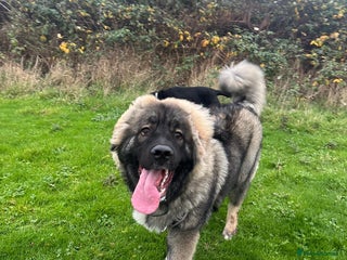 Caucasian Shepherd Dog dogs for sale: Caucasian shepherd - Advert 1