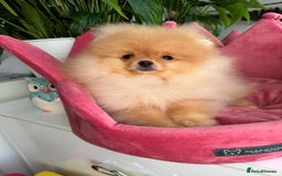 Pomeranian dogs for sale: White and Orange Pomeranian Boys - Image 23