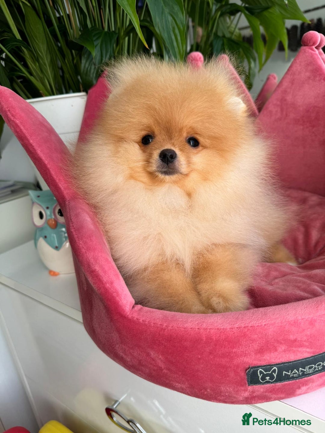 Pomeranian dogs for sale: White and Orange Pomeranian Boys - Image 23