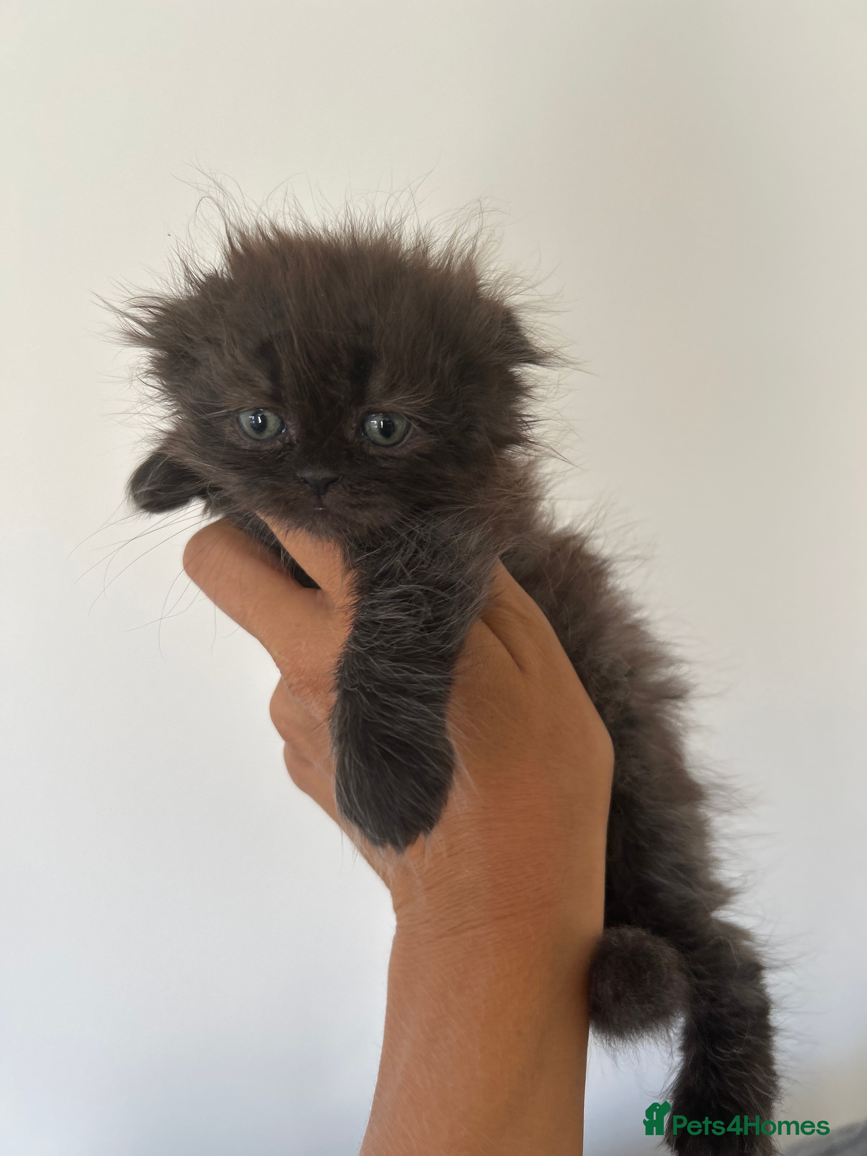 Scottish Fold cats Scottish Kittens Looking for Loving Homes - Advert 2