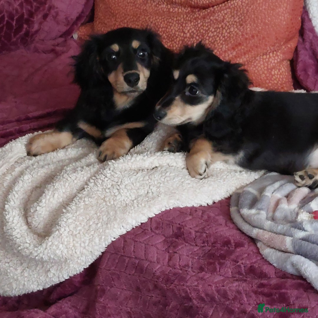 Miniature Dachshund dogs for sale: READY NOW BLACK & CREAM KC REG MINI L HAIRED DAXIS - Image 30
