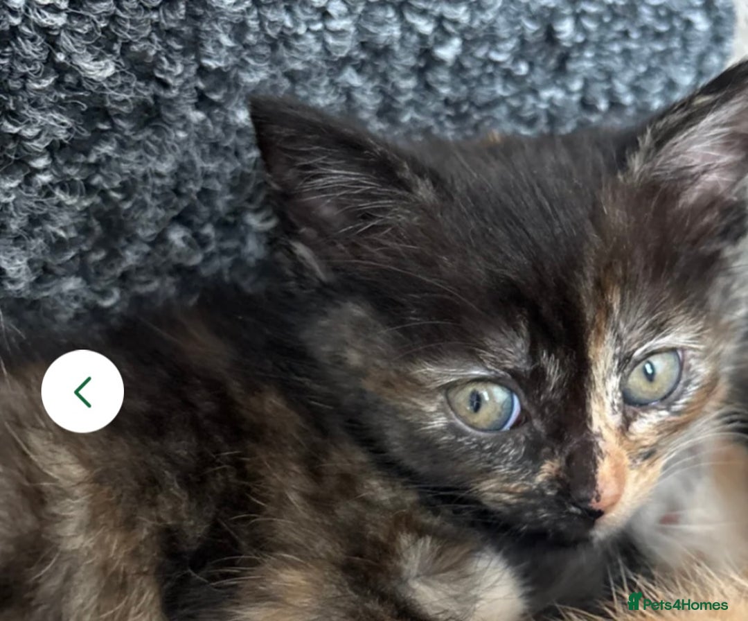 Norwegian Forest Cat cats for sale: Norwegian forest x bengal - Image 2