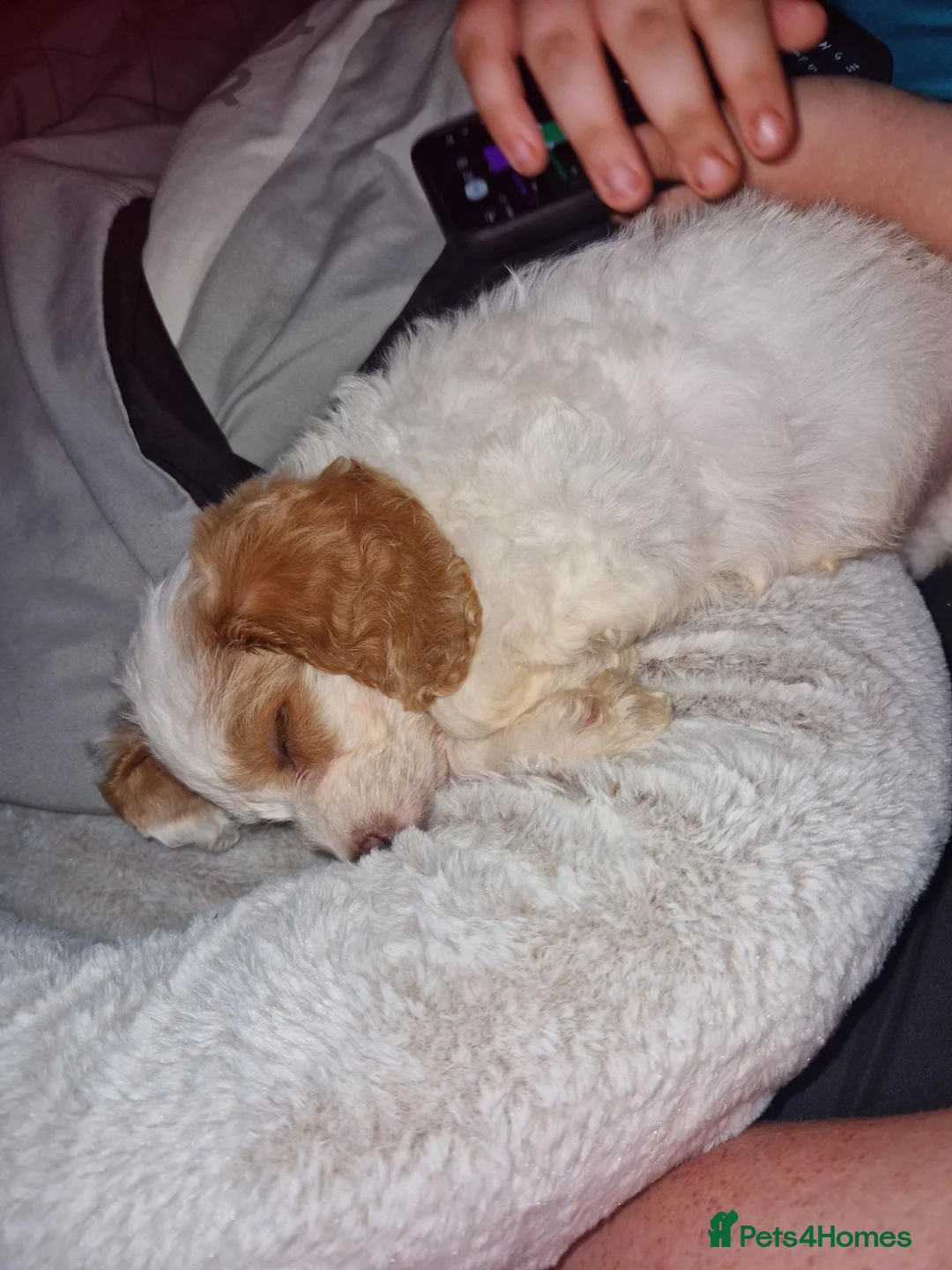 Cockapoo dogs for sale: 17 week old male cockapoo  - Advert 3
