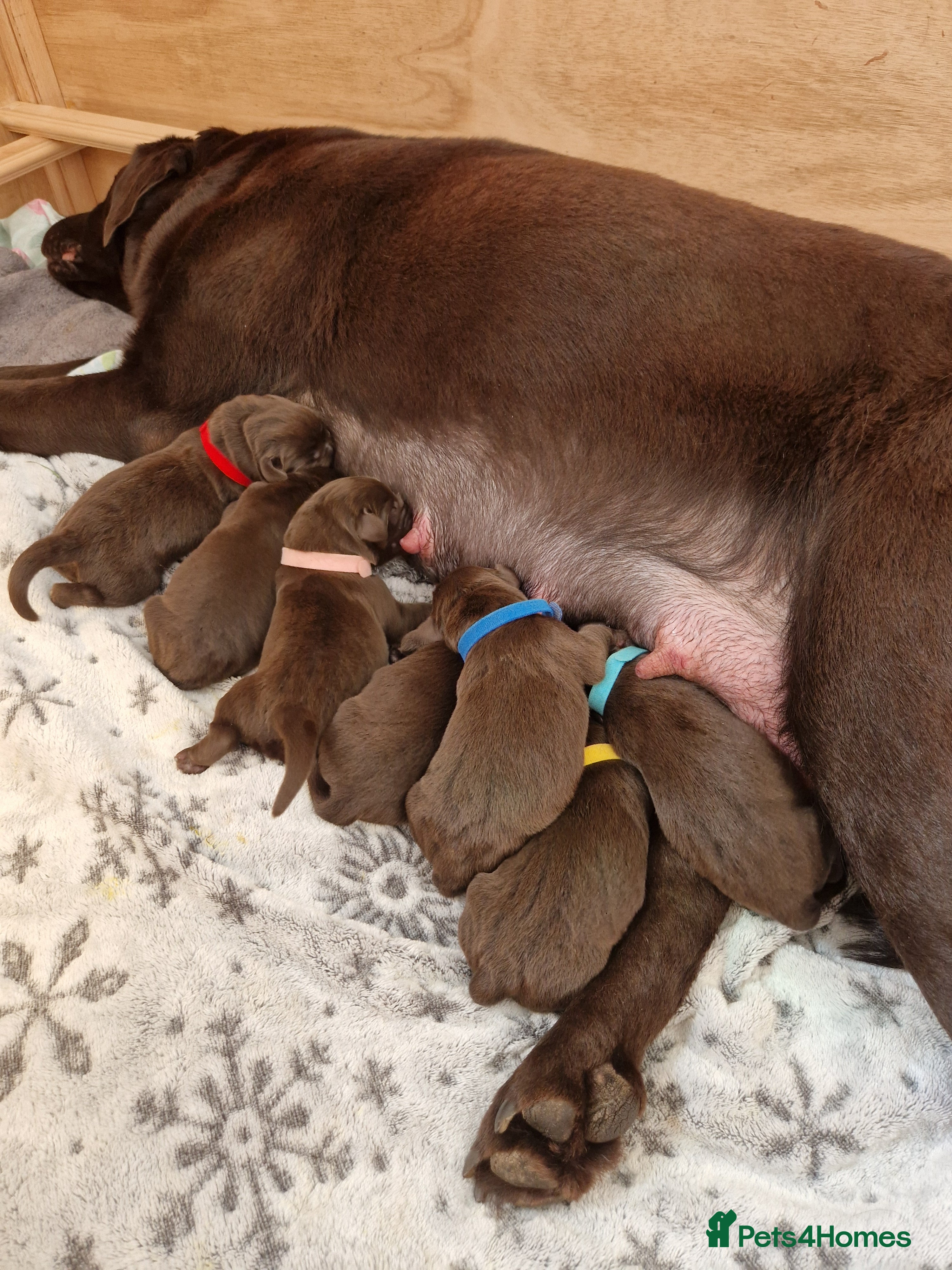 Labrador Retriever dogs Exclusive Canadian Bloodline Chocolate labrador  - Advert 16