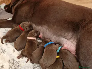 Labrador Retriever dogs Exclusive Canadian Bloodline Chocolate labrador - Advert 16