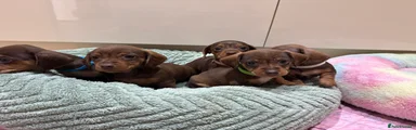 Miniature Dachshund 5