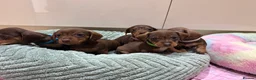 Miniature Dachshund dogs for sale: Chocolate & Tan Miniature Dachshund Pups  - Advert 12