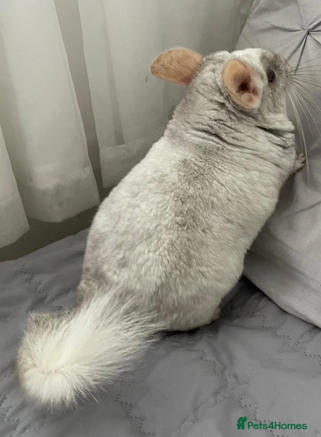 Chinchilla rodents for sale: Chinchilla male  in Sutton - Advert 4
