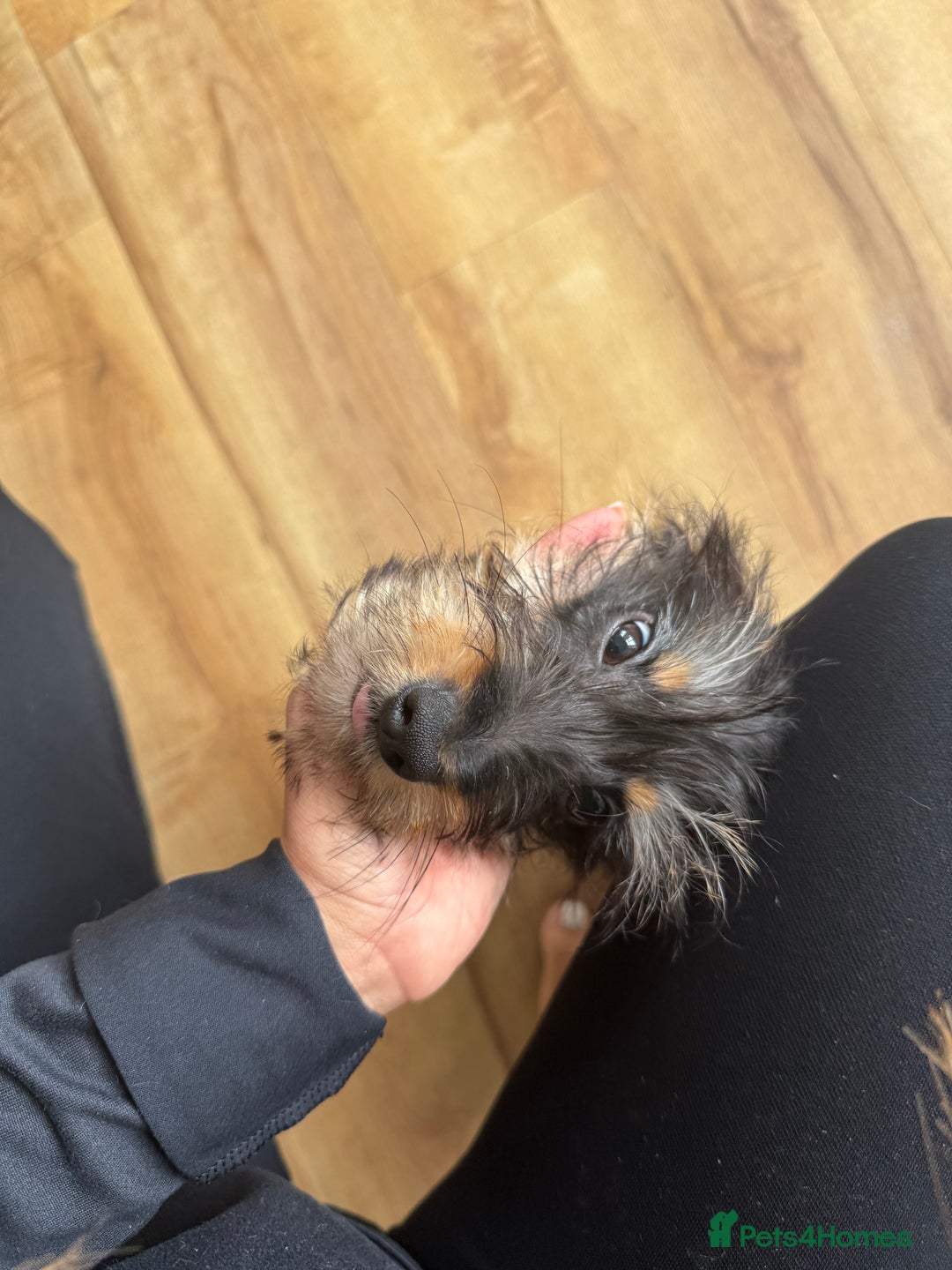 Mixed Breed dogs for sale: Doxiepoo puppies in Tamworth - Image 5
