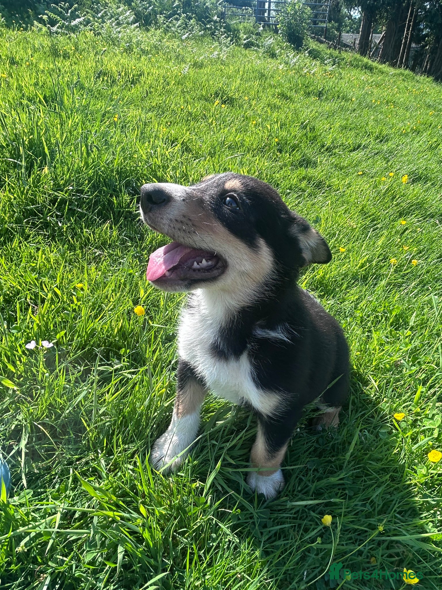 Mixed Breed dogs Beautiful tri colour border collie pups - Advert 4