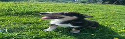 Mixed Breed dogs for sale: Beautiful tri colour border collie pups - Advert 7