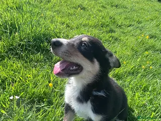 Mixed Breed dogs Beautiful tri colour border collie pups - Advert 4