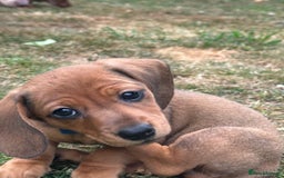 Dachshund dogs for sale: LAST Red Dapple Miniature Dachshund - Image 13
