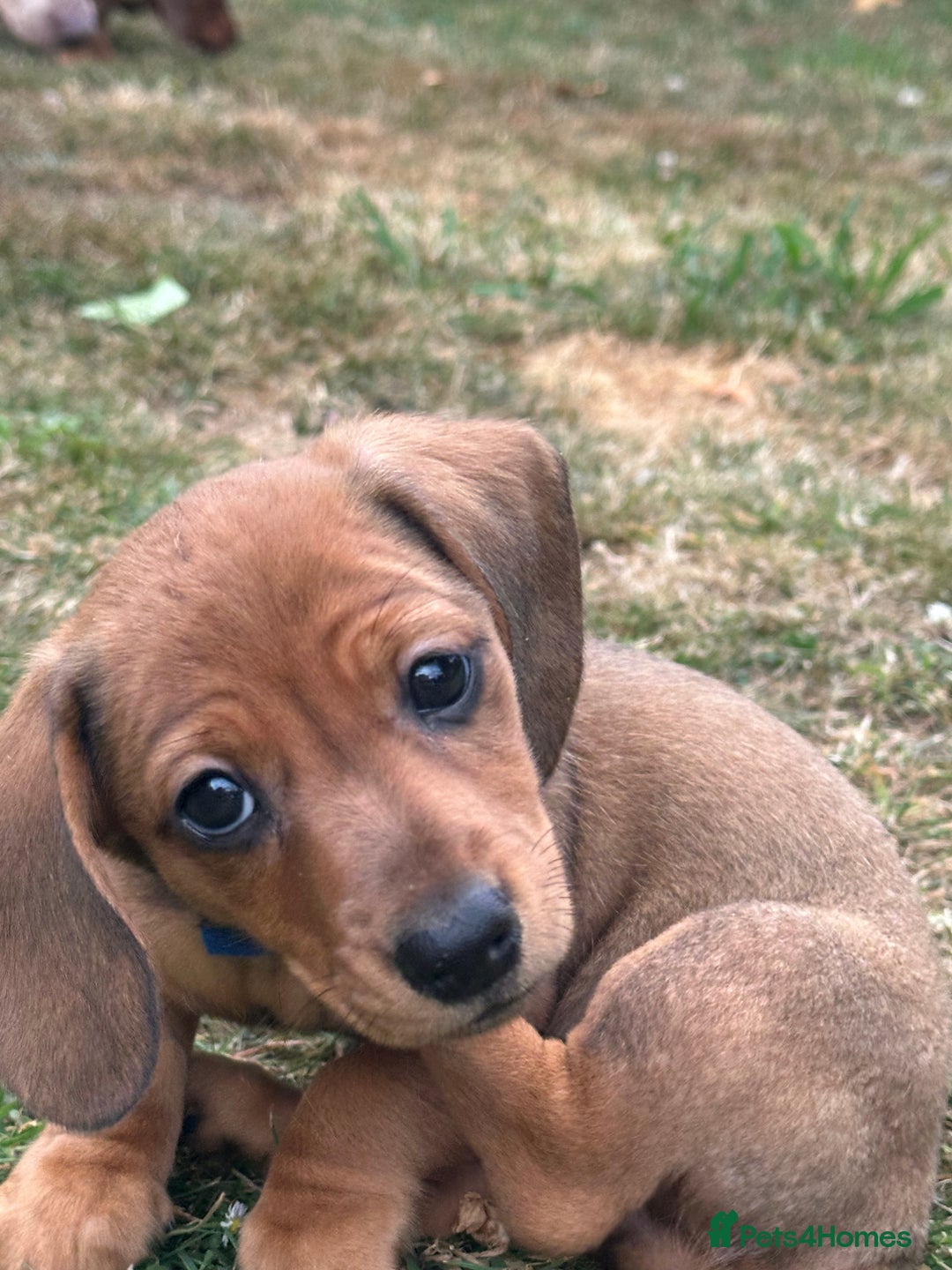 Dachshund dogs for sale: LAST Red Dapple Miniature Dachshund - Image 13