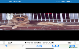 German Shepherd dogs for stud: Beautiful German Shepherd stud  - Advert 1