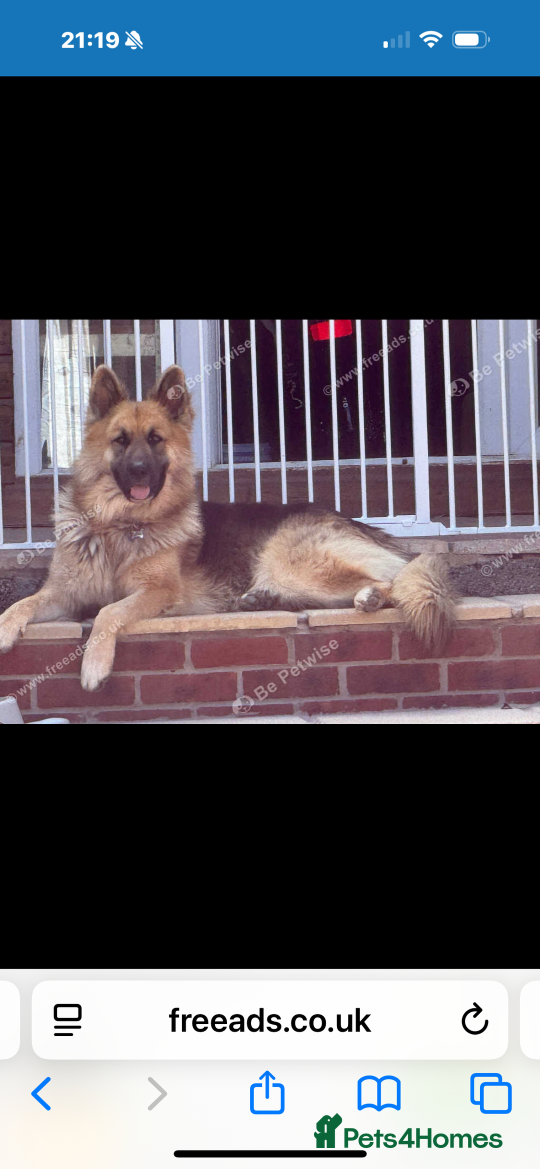 German Shepherd dogs for stud: Beautiful German Shepherd stud  - Advert 1