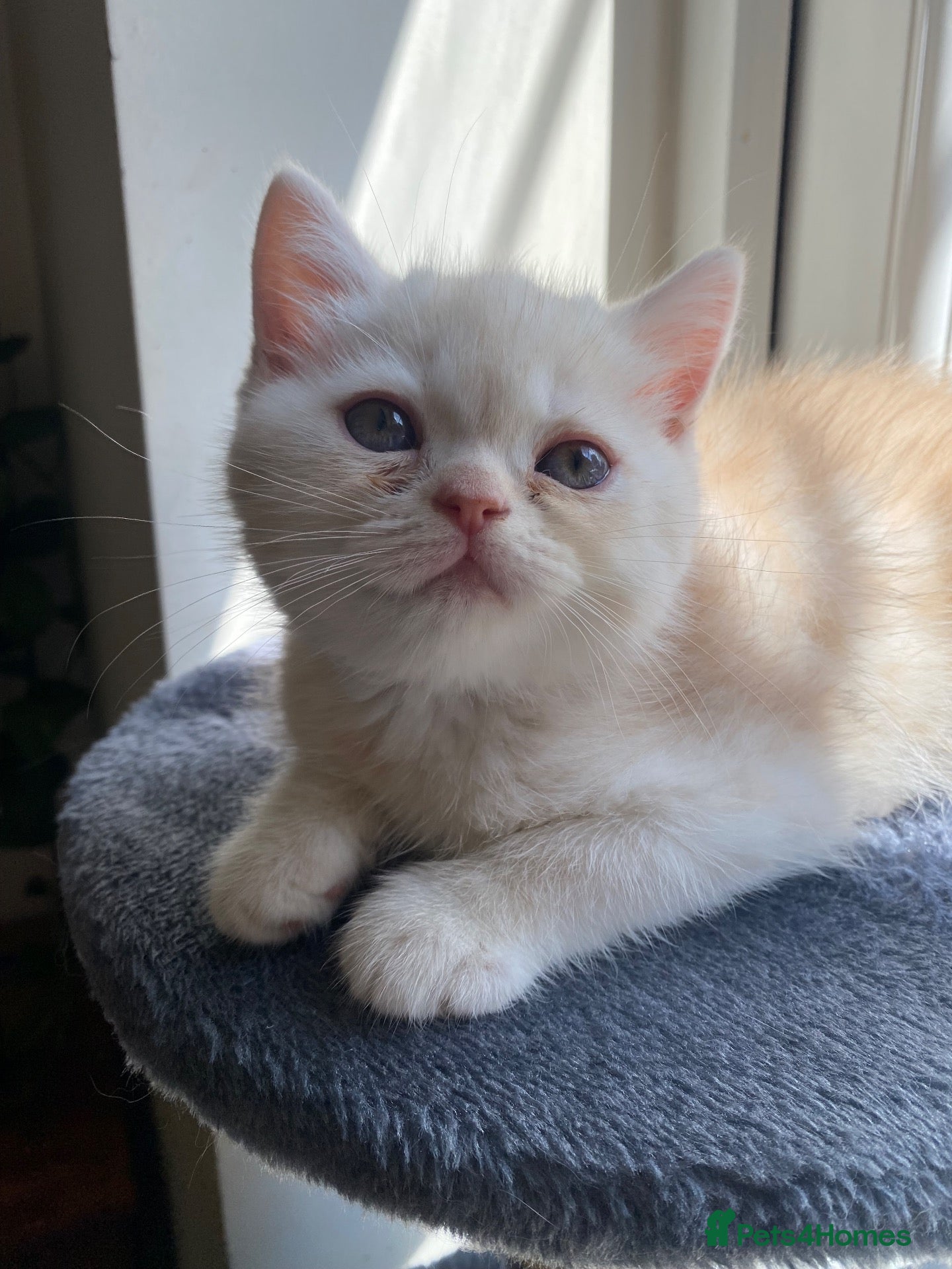 Scottish Fold cats Beautiful litter - Advert 10
