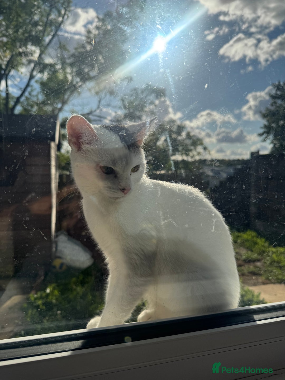 Domestic Shorthair cats for sale: Snow White sisters ❄️🥰 - Image 3