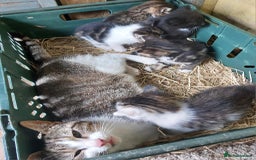 Mixed Breed cats for sale: Beautiful female kittens for sale  - Image 5