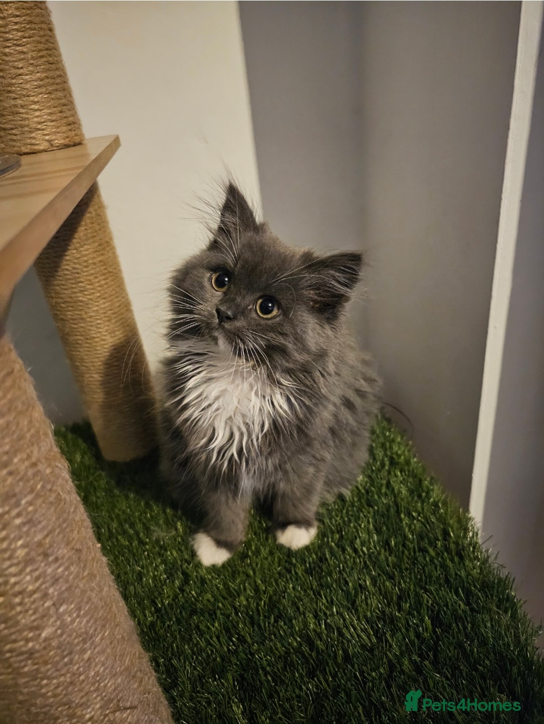 British Longhair cats for sale: British longhair mix fluffy kittens  - Advert 16