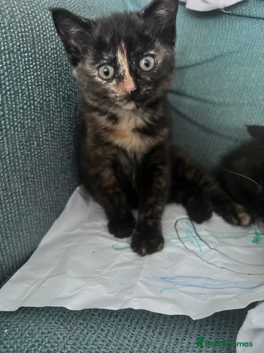Mixed Breed cats for sale: Beautiful kitten ready now - Advert 4
