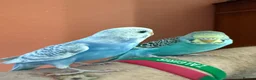 Budgerigars birds for sale: Two Budgies for Sale 🦜 in Nottingham - Advert 11
