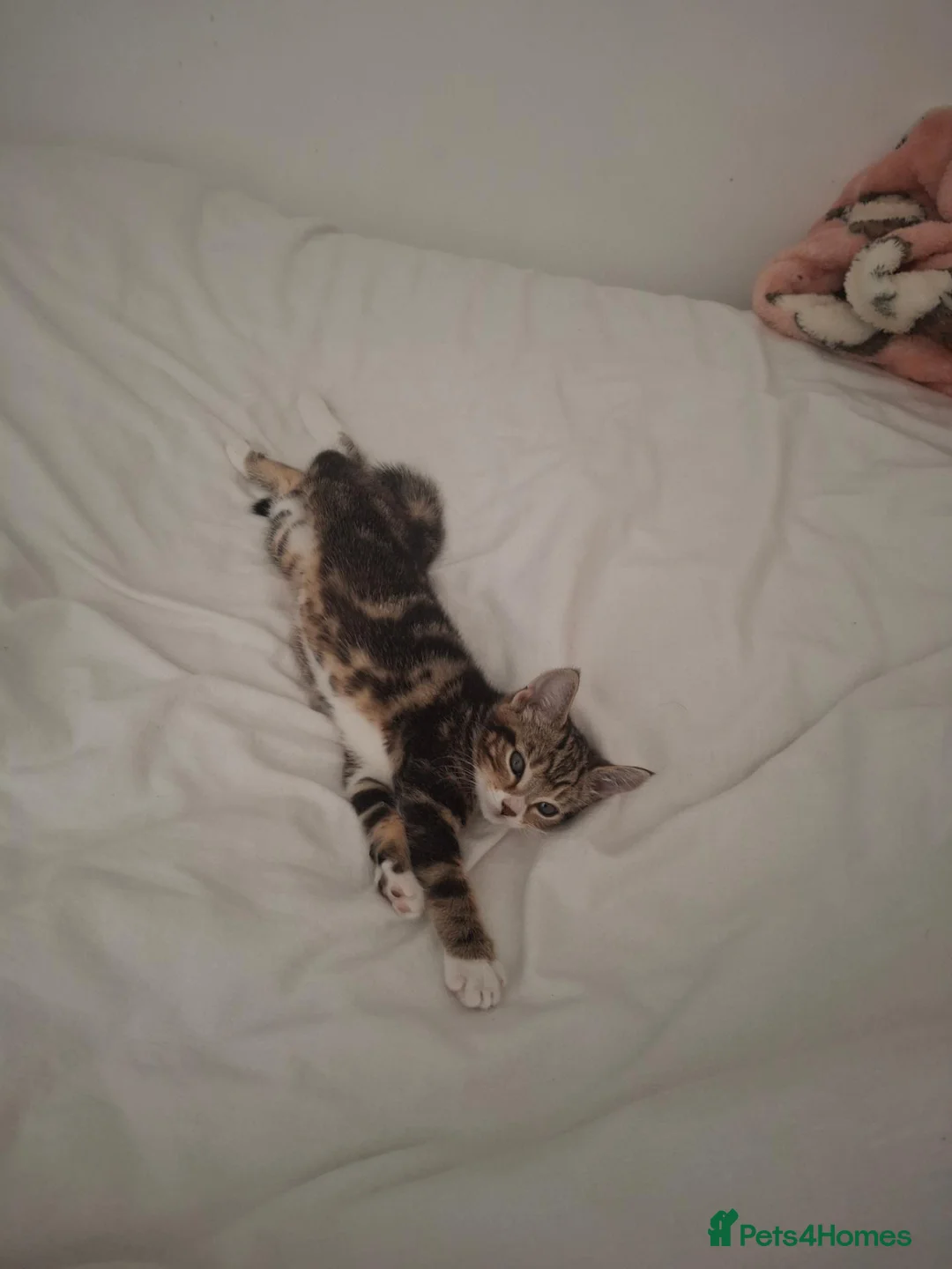 Mixed Breed cats for sale:  Female Kitten  - Advert 3