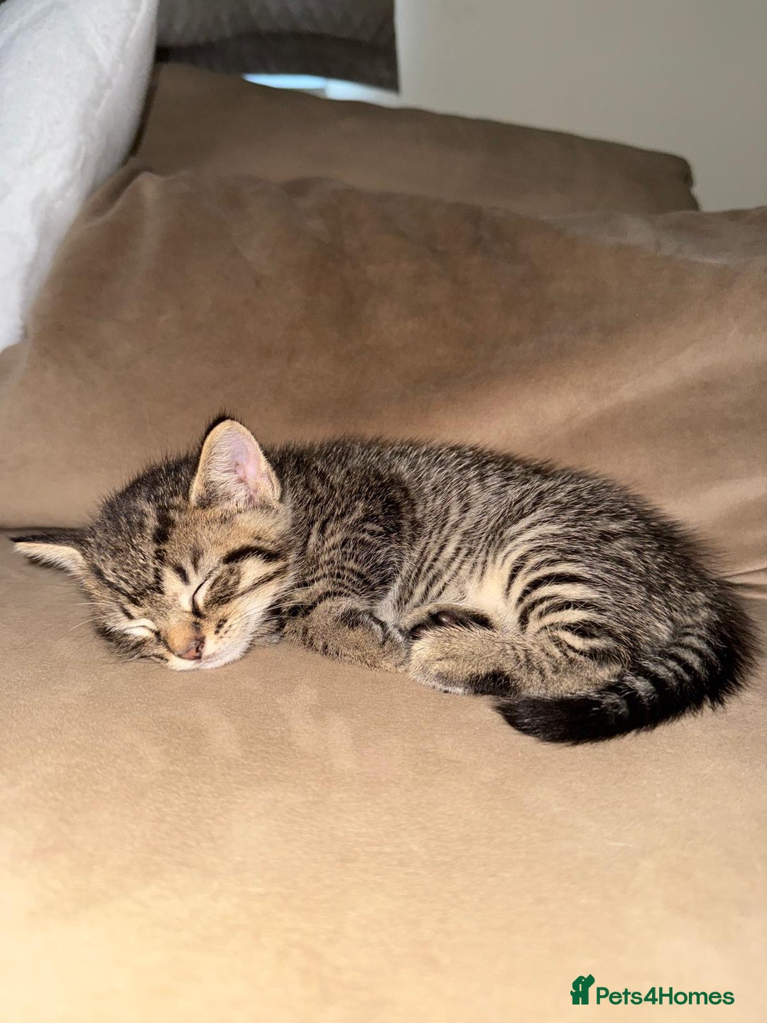 Bengal cats for sale: Kittens for sale- Ready soon 🐾 🩷💙 - Image 9