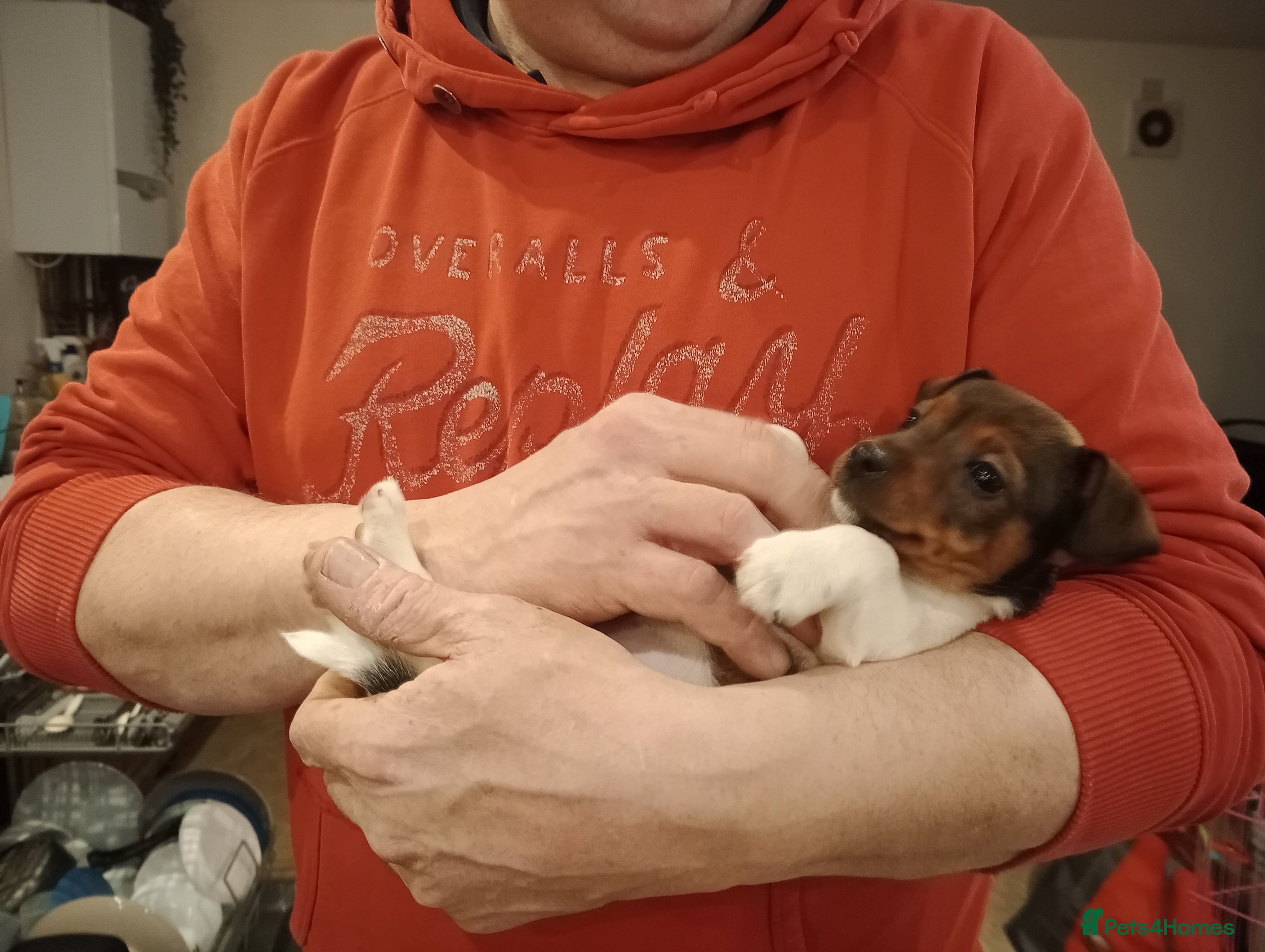 Jack Russell dogs Pick of the litter. Jack Russell girl - Advert 2