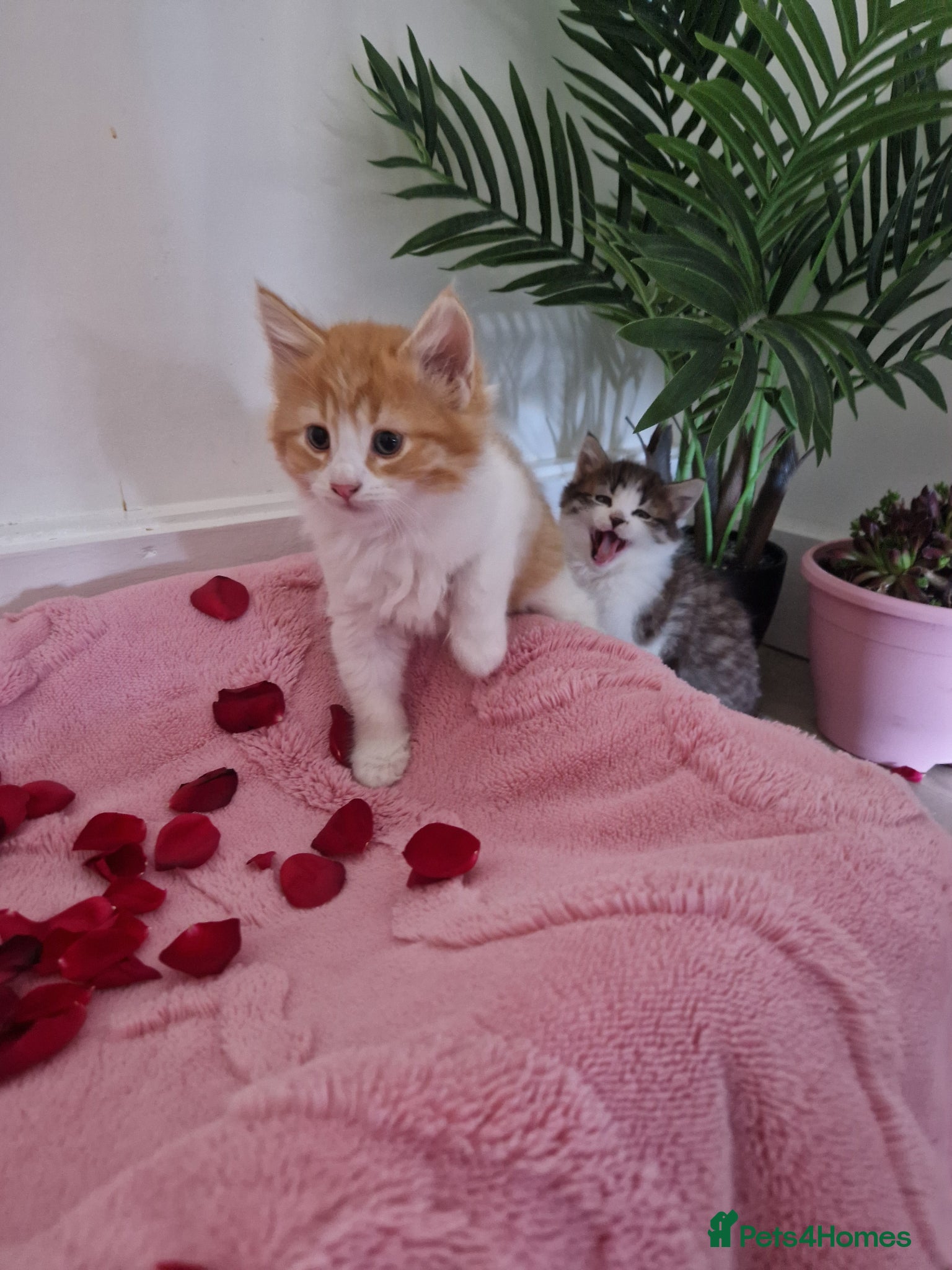 Mixed Breed cats BeAuTiFuL fluffy kittens - Advert 1