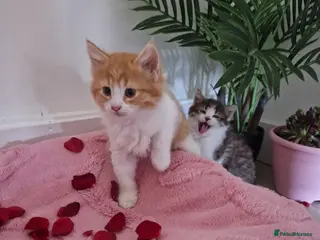 Mixed Breed cats BeAuTiFuL fluffy kittens - Advert 2