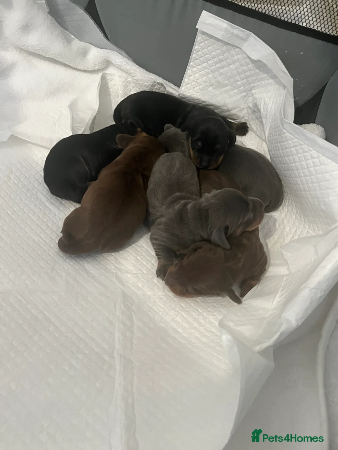 Miniature Dachshund dogs for sale: Gorgeous litter of mini dachshund puppies❤️ - Advert 3