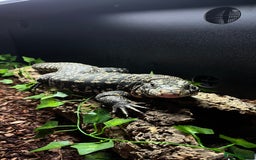 Lizard reptiles for sale: Female Tegu  - Image 2