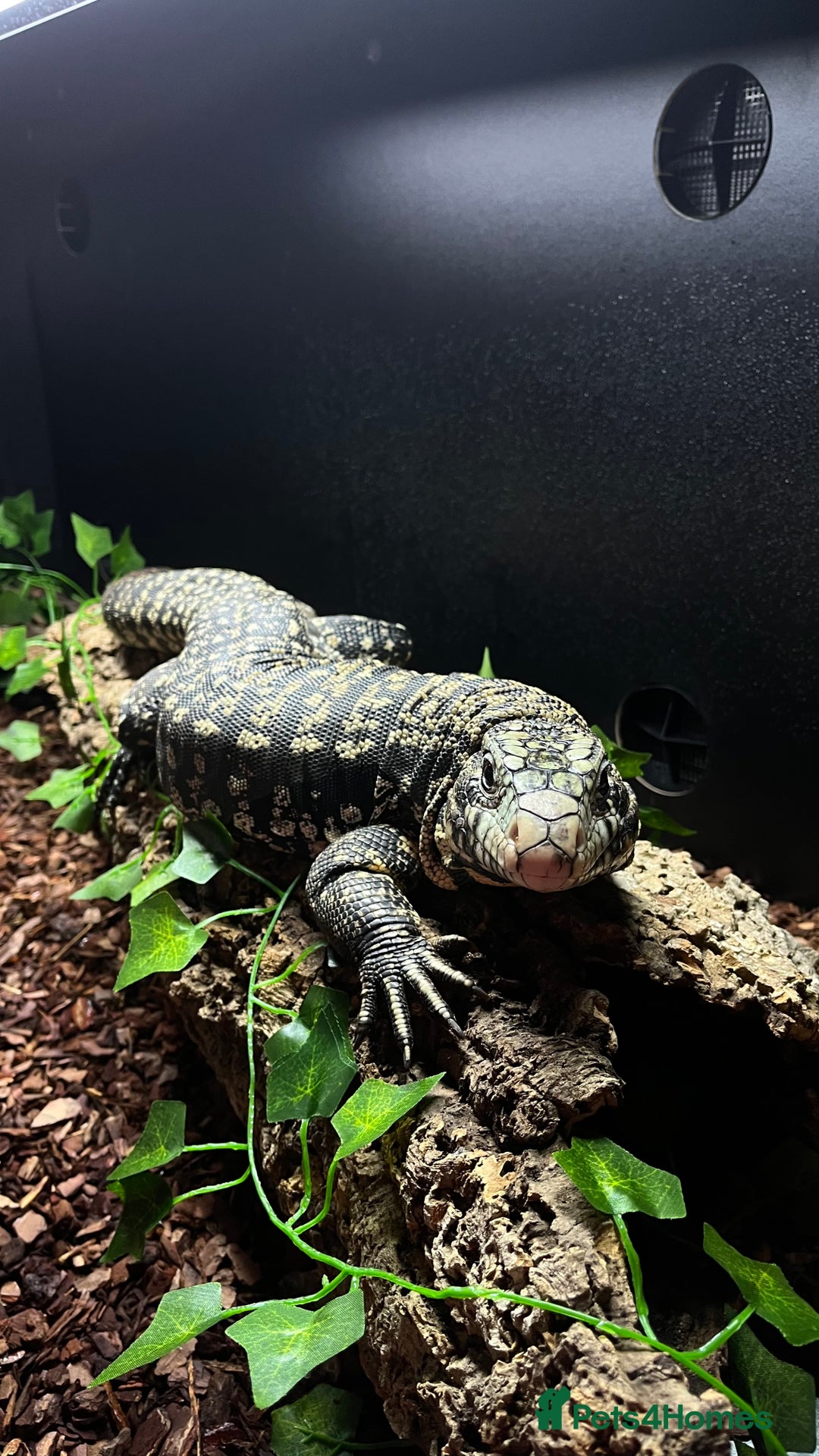 Lizard reptiles for sale: Female Tegu  - Image 2