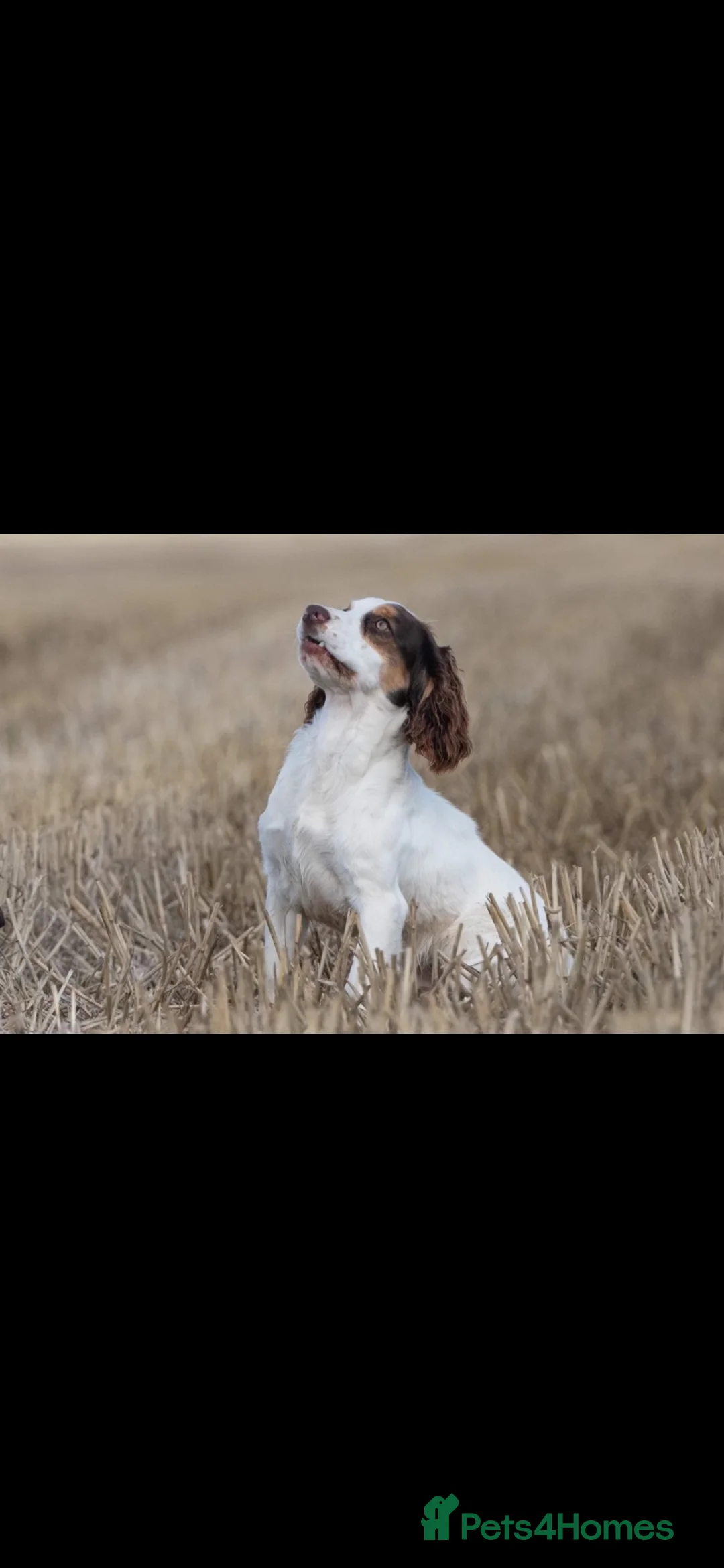 Cocker Spaniel dogs for sale: Cocker Spaniel Puppies Ready for Loving Homes in Spalding - Advert 2